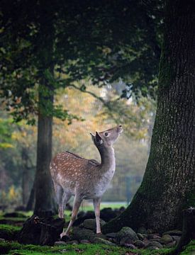 Bambi (damhert) van Jitske Van der gaast