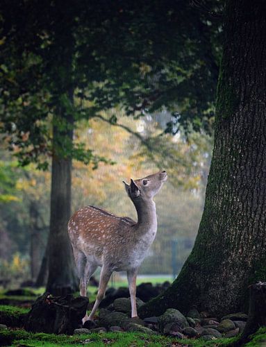 Bambi (damhert)