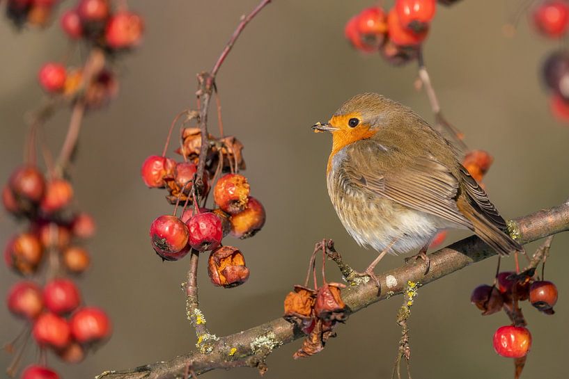 Saturated robin by Uwe Ulrich Grün