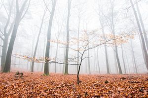 Un jeune hêtre dans une vieille forêt de hêtres