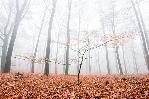 Een jonge beuk in een oud beukenbos