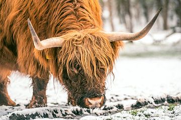 Schotse Hooglander runderen in de sneeuw tijdens de winter van Sjoerd van der Wal Fotografie