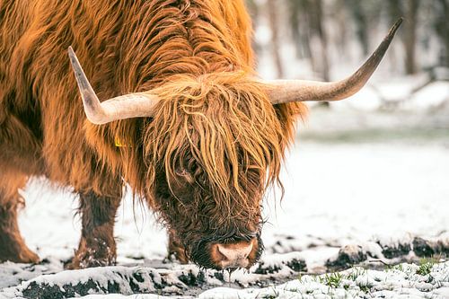 Scottish Highlander cattle in the snow during winter by Sjoerd van der Wal Photography