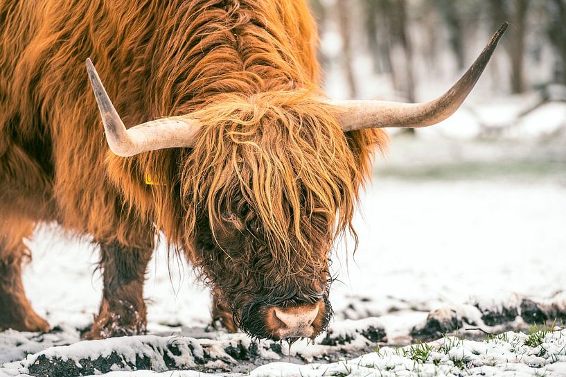 Scottish Highlander cattle in the snow during winter by Sjoerd van der Wal Photography