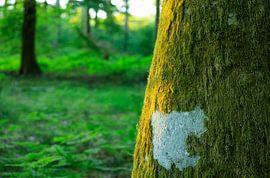 Rold Skov (Denmark) by Marcel Kerdijk