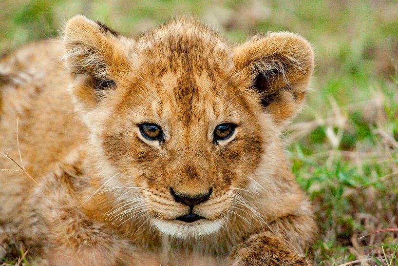 Lion cub by Peter Michel