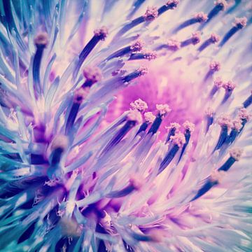 PINK THISTLE BLOOM II sur Pia Schneider