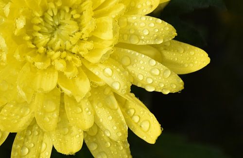 Een bloem in de tuin na de regen