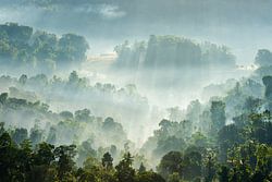Foggy morning in Sri Lanka