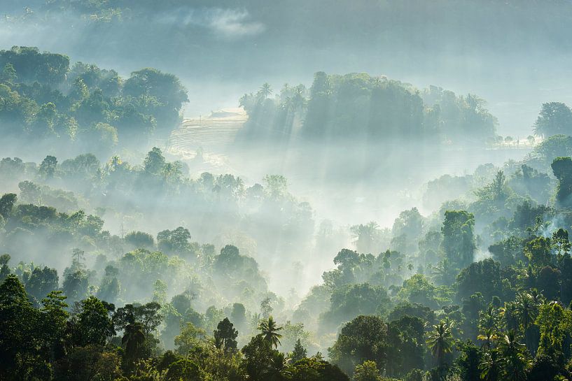 Foggy morning in Sri Lanka by Laura Vink