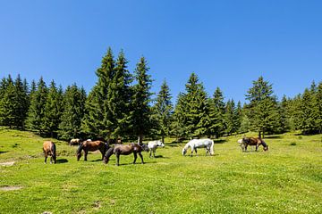 Wilde paarden in de natuur van Roland Brack