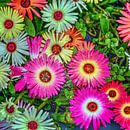 Fleurs de glace colorées avec motif en plastique par Hendrik-Jan Kornelis Aperçu