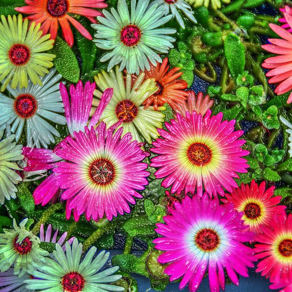 Fleurs de glace colorées avec motif en plastique par Hendrik-Jan Kornelis
