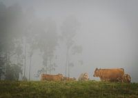 Vaches dans le brouillard