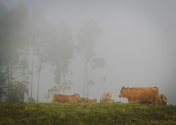 Kühe im Nebel von Willemijn Wolthaus