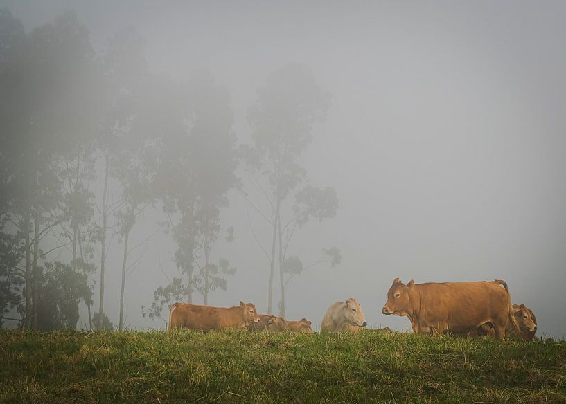 Kühe im Nebel von Willemijn Wolthaus