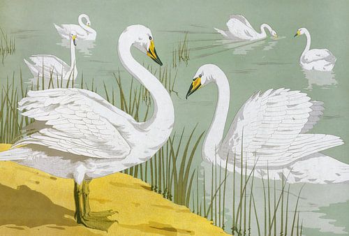 Wilde zwanen, Maurice Pillard Verneuil