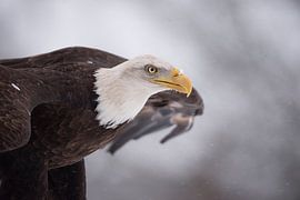 American bald eagle by Hester Goeman
