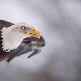 Weißkopfseeadler von Hester Goeman