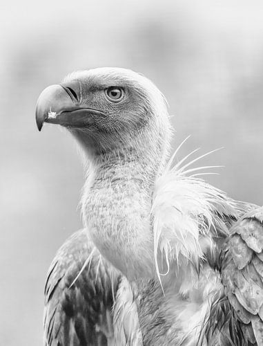 Gänsegeier in Schwarz und Weiß