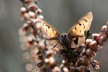 Hallo! Porträt eines Glühwürmchens im Moor von KB Design & Photography (Karen Brouwer)