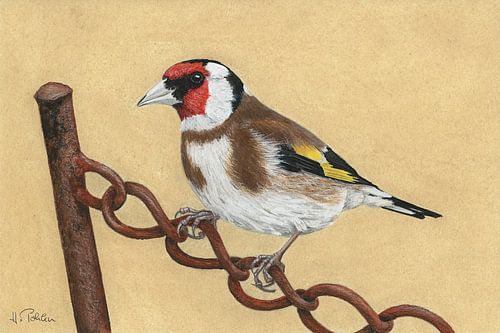 Goudvink (Carduelis carduelis)