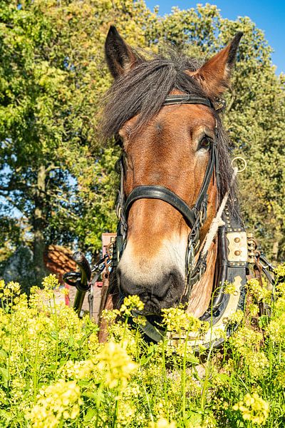 Bregje van de Konijnenberg von conny de visser