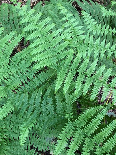 Sailing by tania mol