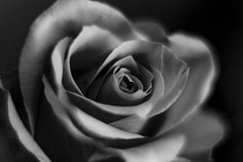 Rose by Desiree van den Burg