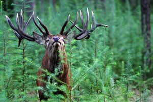 Hert portret in het groene bos sur Gerjo Horsman