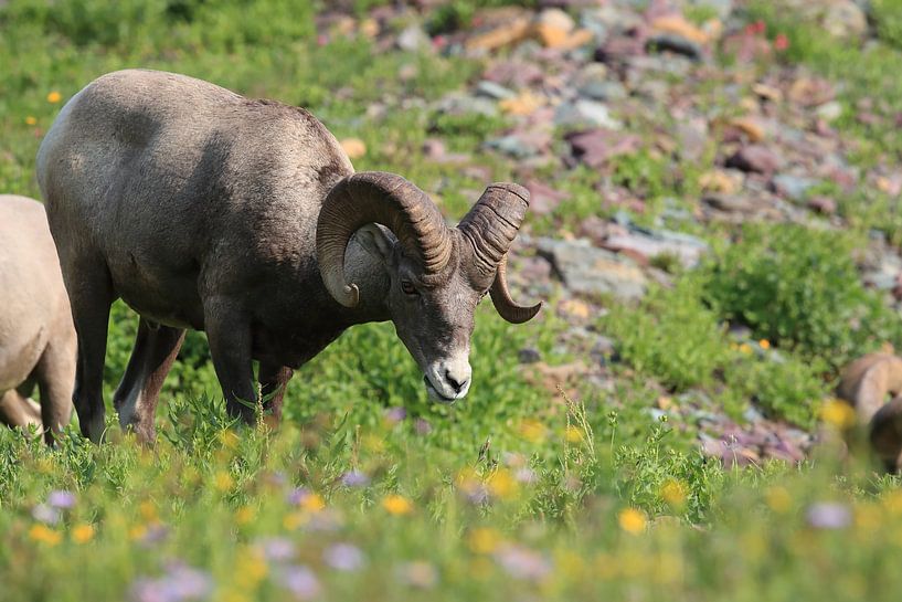 Bighorn Sheep Glacier National Park Montana USA by Frank Fichtmüller