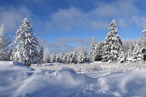 Een besneeuwd bos na de storm