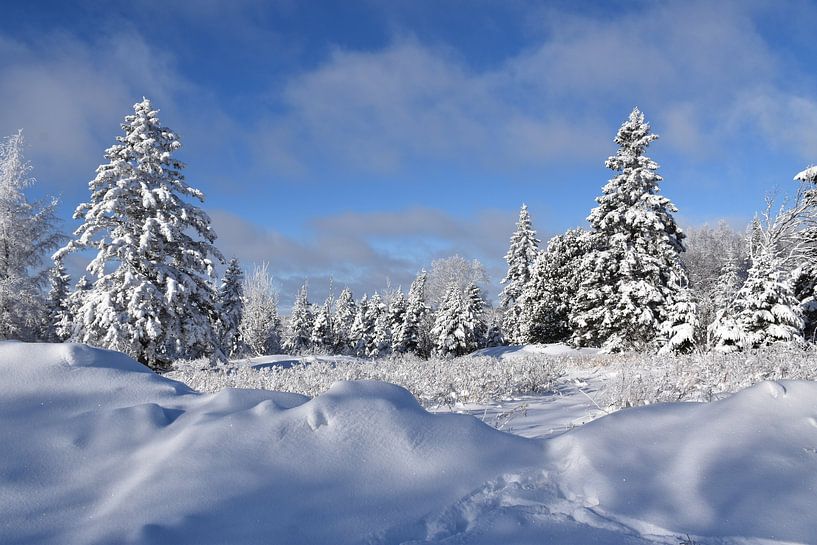 A snowy forest after the storm by Claude Laprise