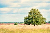 Grenspark Kalmthoutse Heide.