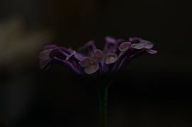African daisy