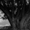 Big willow by Bo Scheeringa Photography