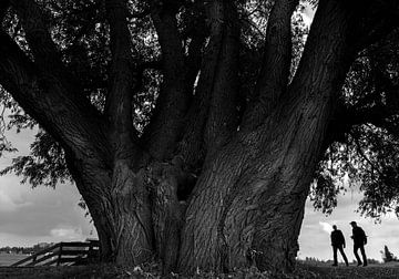 Große Weide von Bo Scheeringa Photography