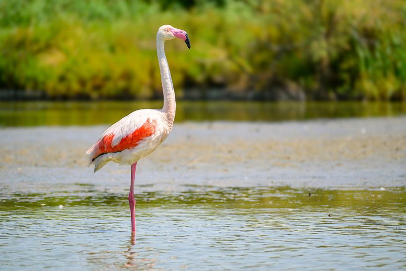 Flamingo in the Camarque in Southern France by Sjoerd van der Wal Photography
