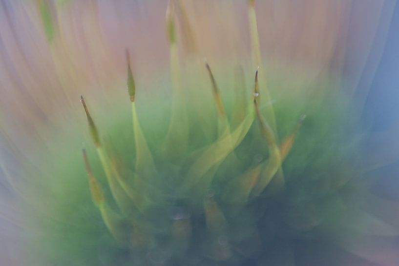 Le monde merveilleux de la macrophotographie par Jolanda de Jong-Jansen