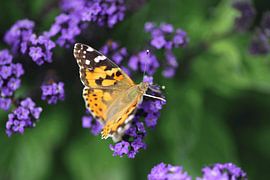 Butterfly sur Thomas Jäger