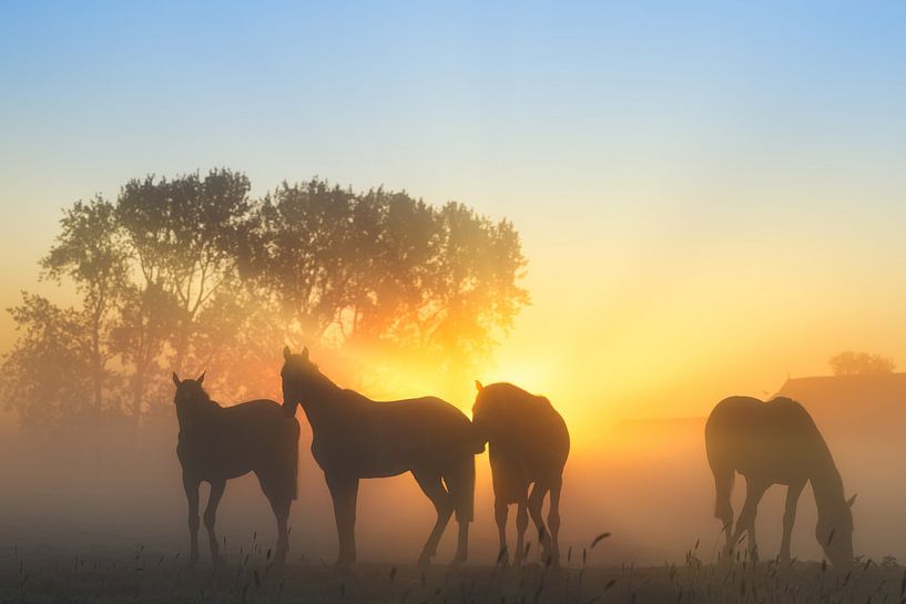 Des chevaux dans le brouillard par une belle matinée de printemps en mai par Bas Meelker