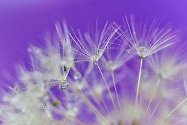 Löwenzahn mit Tropfen von Ad Jekel