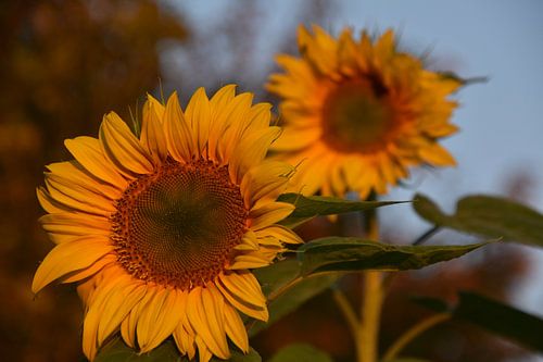 De bloemen van de zonnebloem op een de herfstochtend