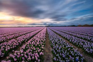 Nature's perfume the amazing Hyacinths von Costas Ganasos