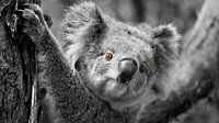 The Red Eye of the Koala - Striking Contrast by Be More Outdoor thumbnail