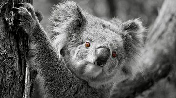 Het Rode Oog van de Koala - Contrasterende Schoonheid van Be More Outdoor