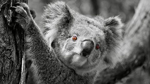 Das Rote Auge des Koalas - Faszinierender Kontrast