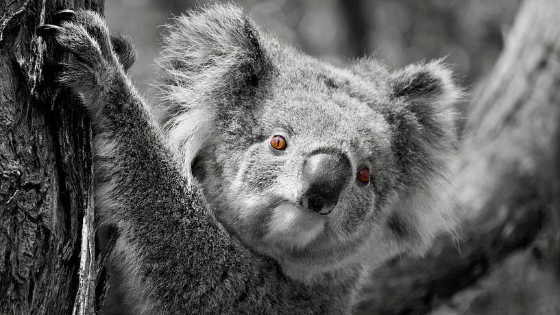 The Red Eye of the Koala - Striking Contrast by Be More Outdoor