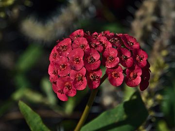 Christusdoorn (Euphorbia milii) van Timon Schneider