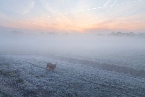 Winterochtend in de Polder van Elshout